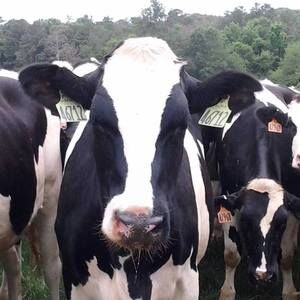 Meet your Posher, Joellen